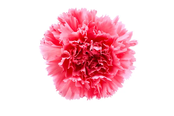 Hermosa flor de clavel — Foto de Stock