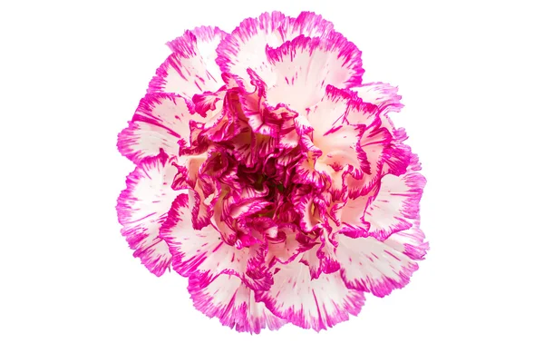 朵美丽的康乃馨花 — 图库照片
