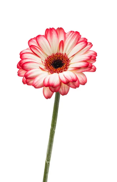 Mooie gerbera bloem — Stockfoto