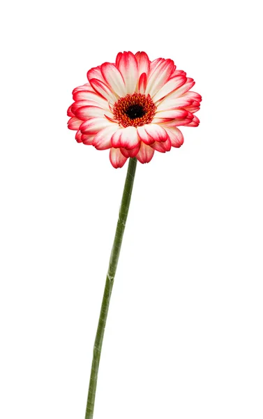 Hermosa flor de gerberas — Foto de Stock