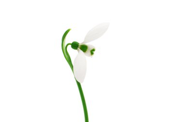 Tek kardelen çiçek