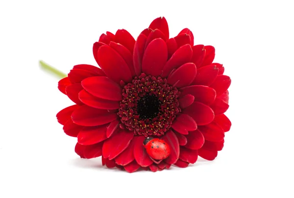 Beautiful gerbera  flower — Stock Photo, Image