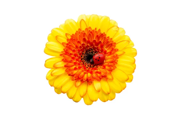 Bel fiore di gerbera — Foto Stock