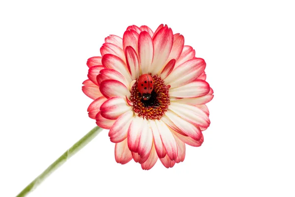Прекрасний Гербери квітка — стокове фото