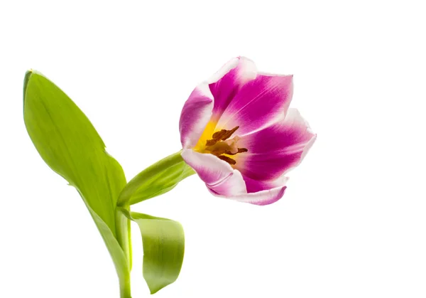 Bellissimo tulipano rosa — Foto Stock