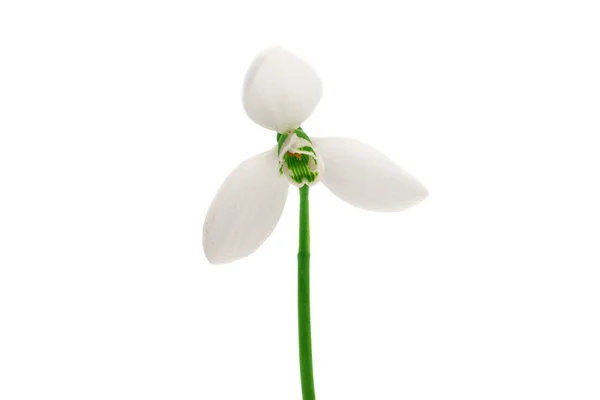 Single snowdrop flower — Stock Photo, Image