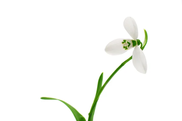 Одномісний Пролісок квітка — стокове фото