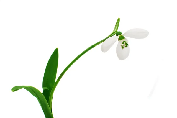 Enda snowdrop blomma — Stockfoto