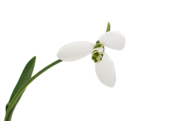 Fleur unique Snowdrop — Photo