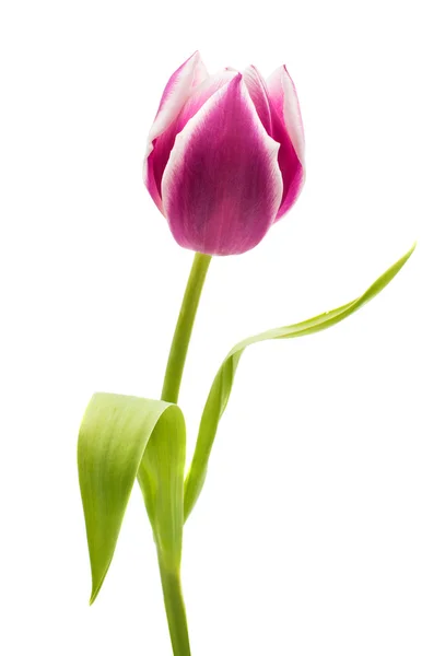 Красивый пурпурный тюльпан — стоковое фото