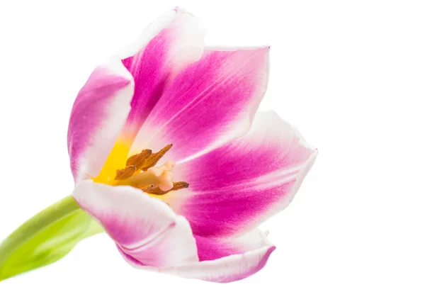 Tulipano — Foto Stock