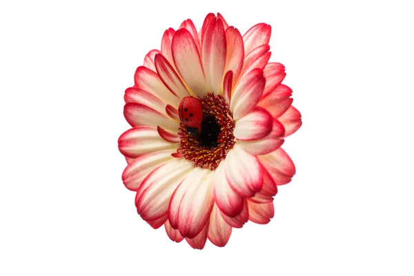 Gyönyörű gerbera virág Stock Fotó