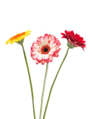 Güzel Gerbera çiçekleri