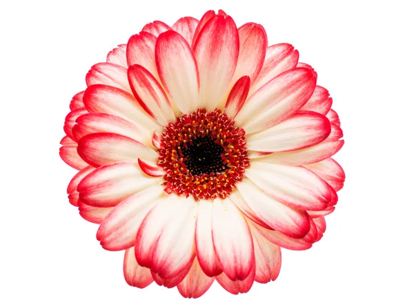 Beautiful gerbera  flower — Stock Photo, Image