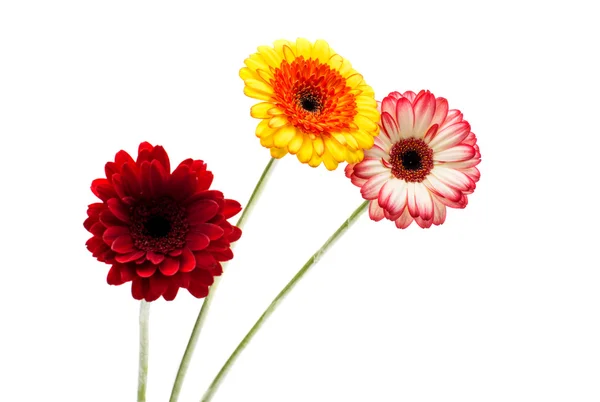 Bellissimi fiori di gerbera — Foto Stock