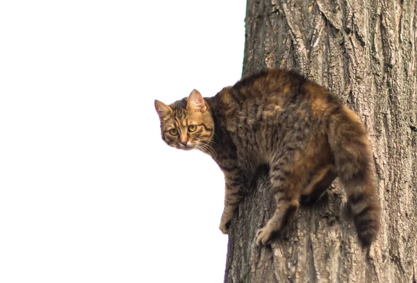 Verängstigte Katze auf einem Baum — Stockfoto