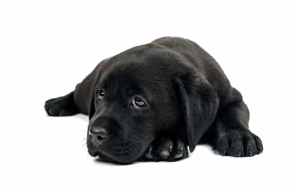 Černý labrador štěně — Stock fotografie