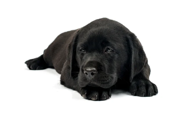 Cachorro labrador negro — Foto de Stock