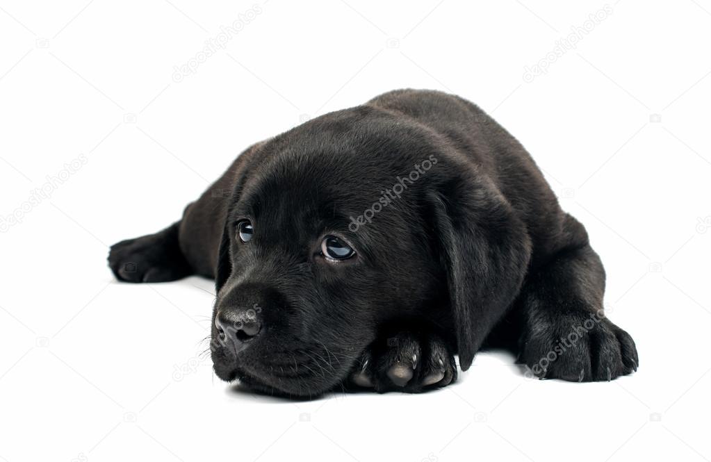 black labrador puppy 