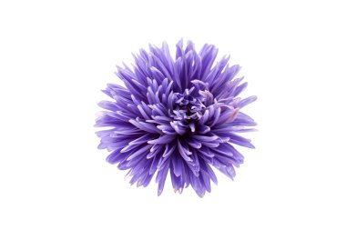 Menekşe aster Close-Up