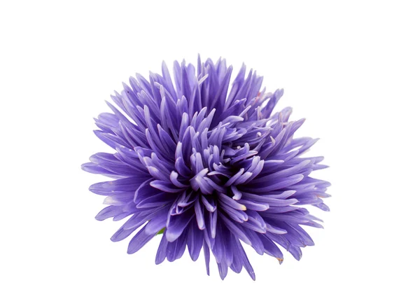 Close-up de violeta aster — Fotografia de Stock