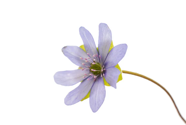 Vackra hepatica nobilis — Stockfoto