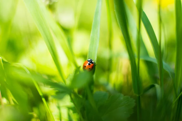 Lieveheersbeestje op gras in een weide — Stockfoto