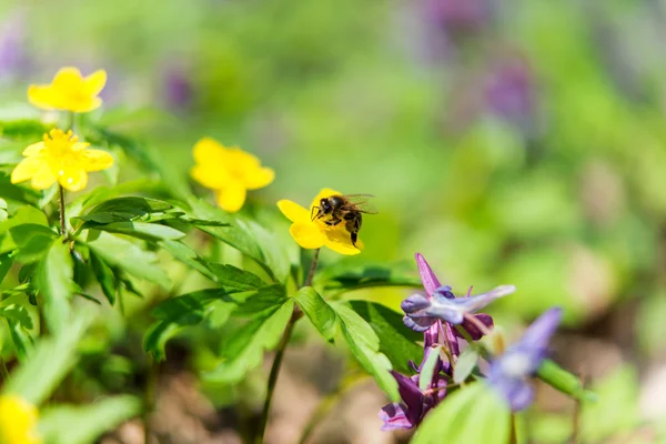 Vårblommor i skogen — Stockfoto