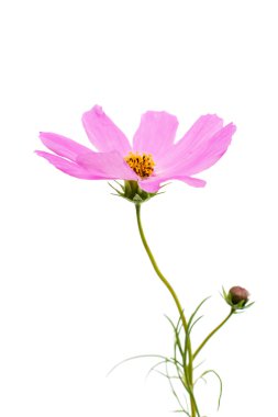 pembe papatya çiçeği