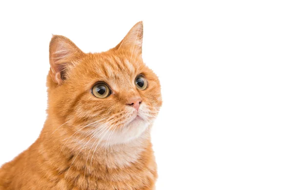 Ginger söt katt — Stockfoto