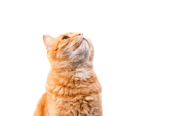 Рыжий милый кот — стоковое фото