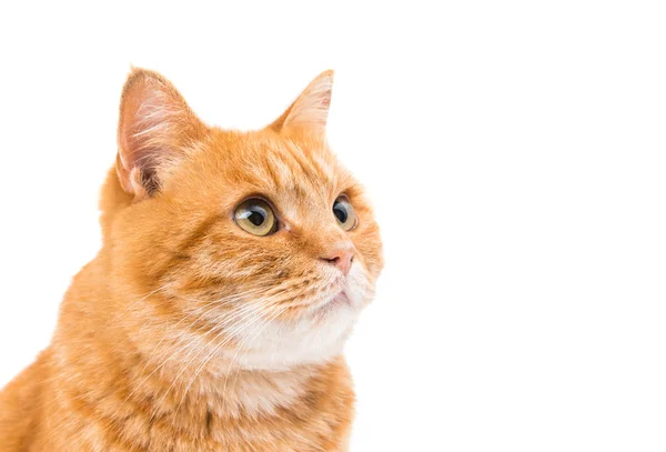 Ginger söt katt — Stockfoto