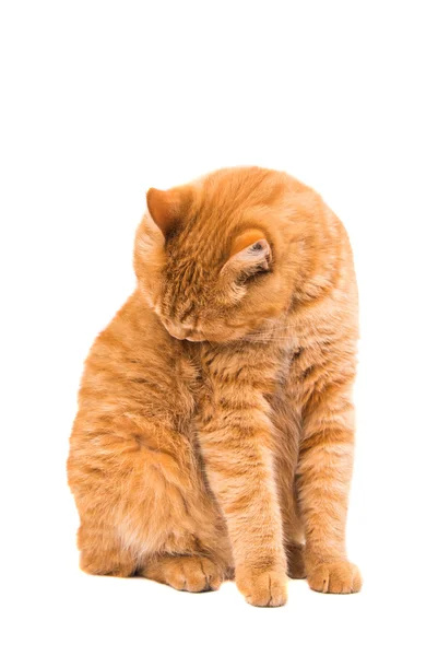 Ginger carino gatto — Foto Stock