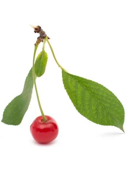 Ripe cherry with leaves — Stock Photo, Image