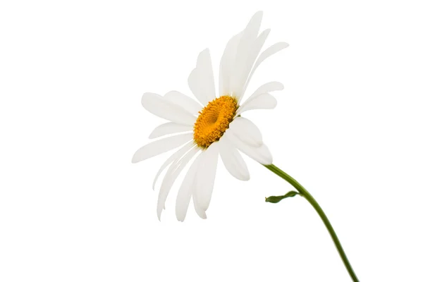 Schöne Kamillenblüte — Stockfoto