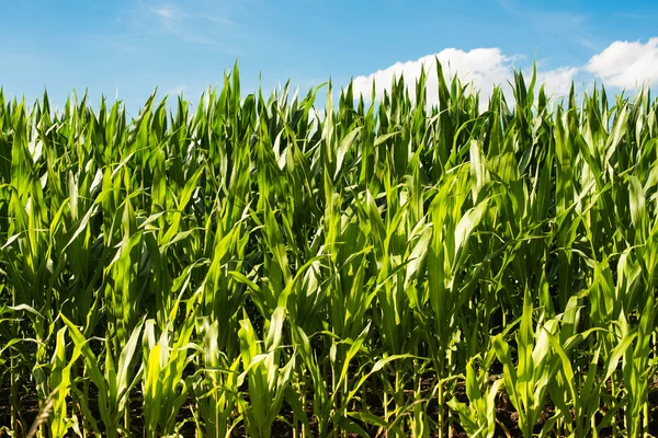 Vista detallada de las plantas de maíz aún no maduras — Foto de Stock