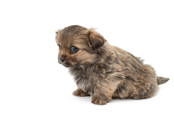 Cute puppy krajowych — Zdjęcie stockowe