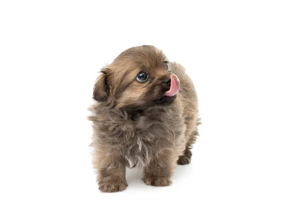 Cute domestic  puppy — Stock Photo, Image