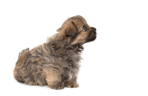 Cute domestic  puppy — Stock Photo, Image