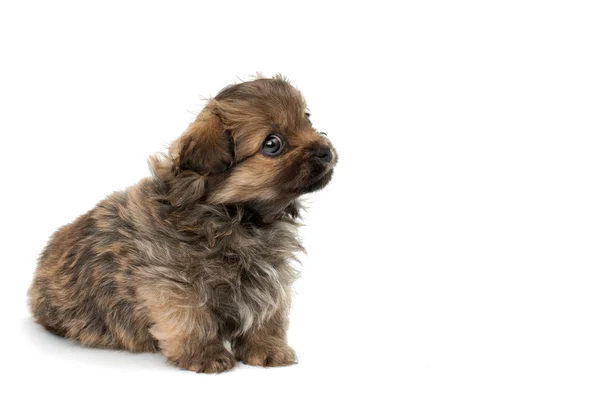 Cute domestic  puppy — Stock Photo, Image