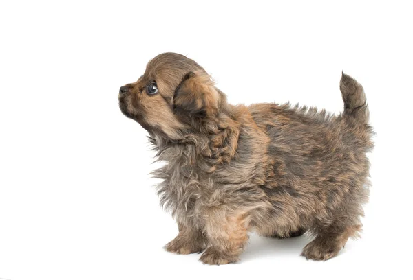 Cãozinho doméstico bonito — Fotografia de Stock