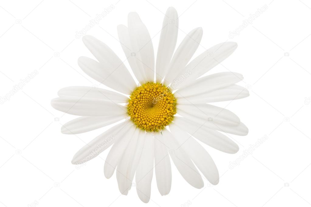 Beautiful chamomile flower