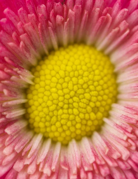 Daisy flower närbild — Stockfoto