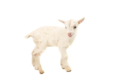 Küçük beyaz bebek süt keçi