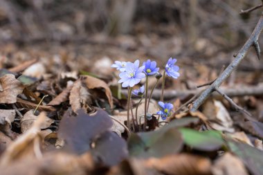 Mavi mantarı çiçekler