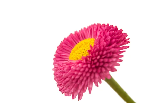 Рожевий ромашки квітка — стокове фото