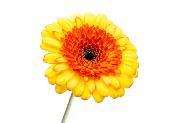 Gul - orange gerbera blomma — Stockfoto