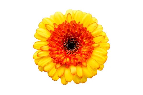 Žlutá - květina oranžová gerbera — Stock fotografie