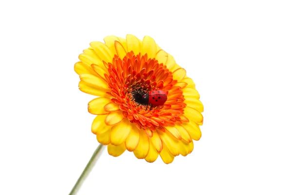 Flor de gerbera amarelo-laranja — Fotografia de Stock