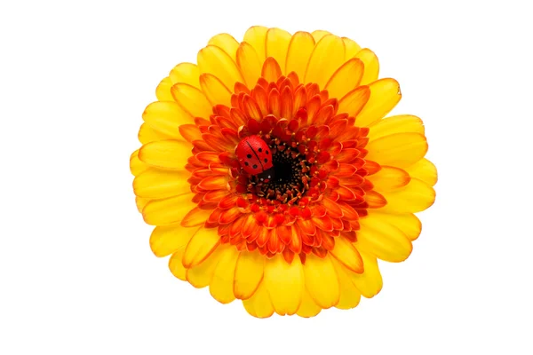 Yellow -orange gerbera flower — Stock Photo, Image